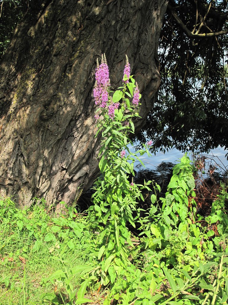 Lythrum salicaria